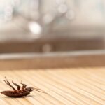 roaches salinas