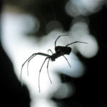 spiders morgan hill