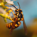 wasps gilroy