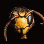yellow jackets gilroy